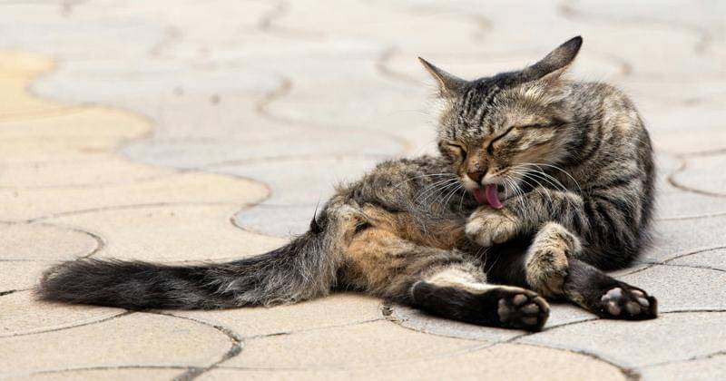 Tanda-Tanda Kucing Betina Birahi yang Tak Boleh Diabaikan